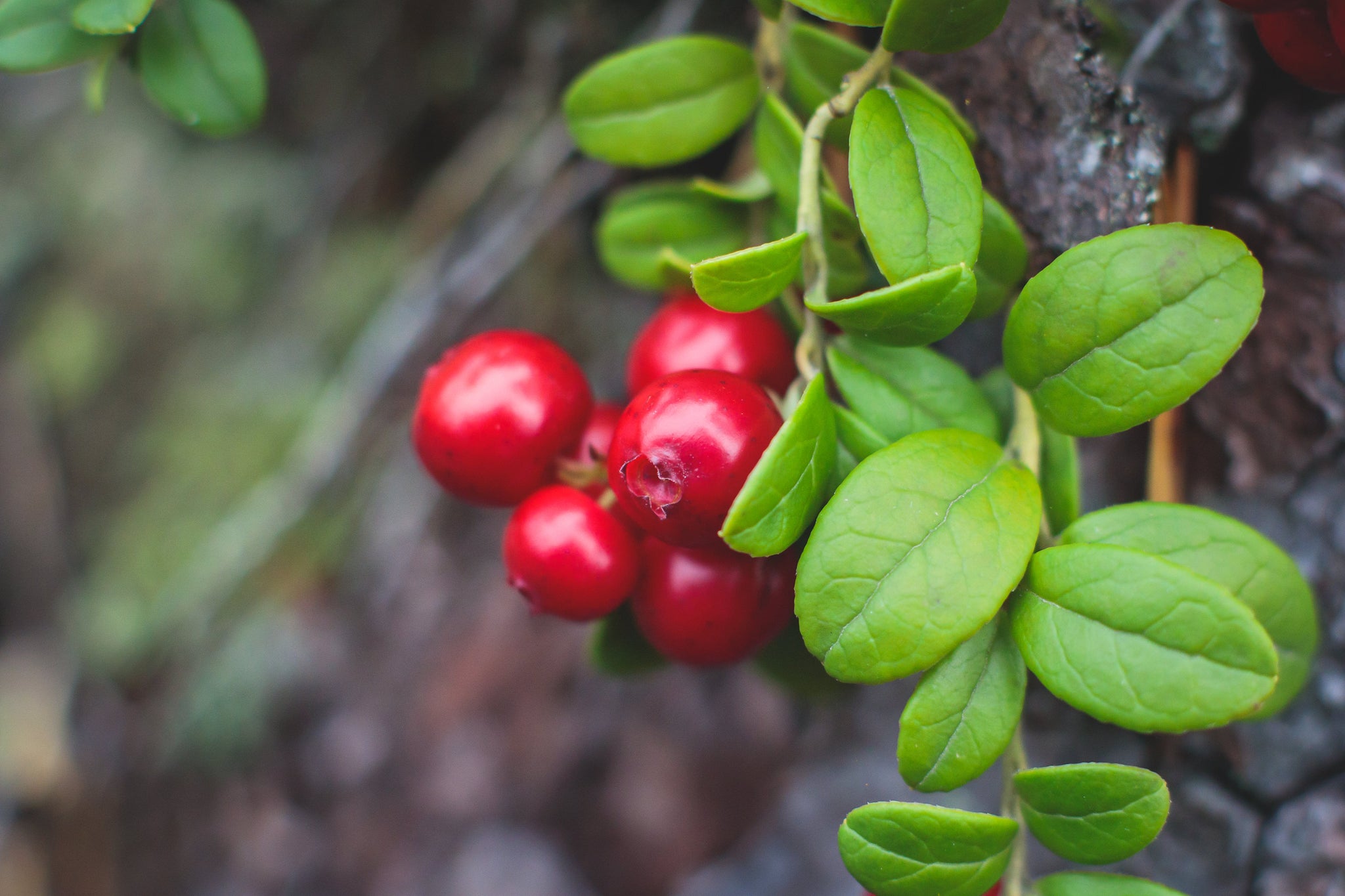 Process of collecting and picking berries in the forest of northern Sweden, Lapland, Norrbotten, near Norway border, girl picking cranberry, lingonberry, cloudberry, blueberry, bilberry