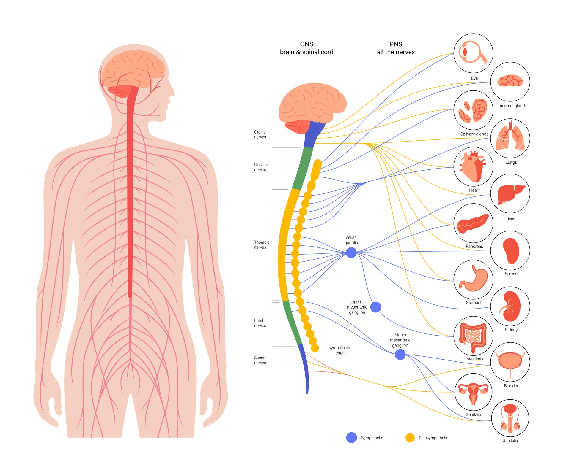 A graphic showing which parts of the body are controlled by different nerves.