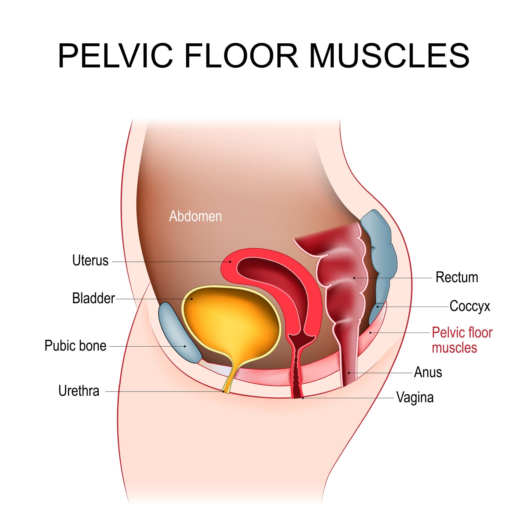 A graphic of pelvic anatomy.