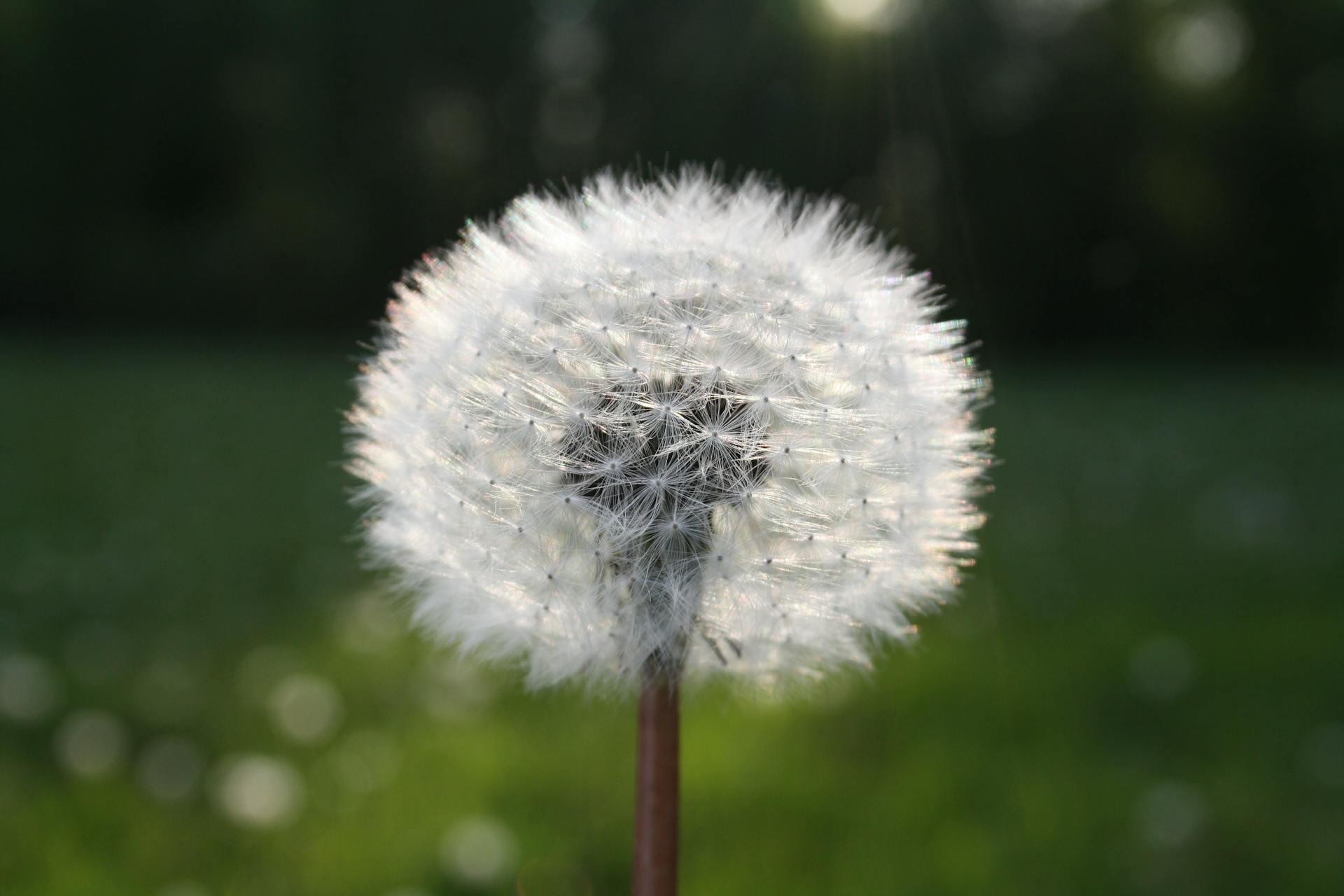 A dandelion.