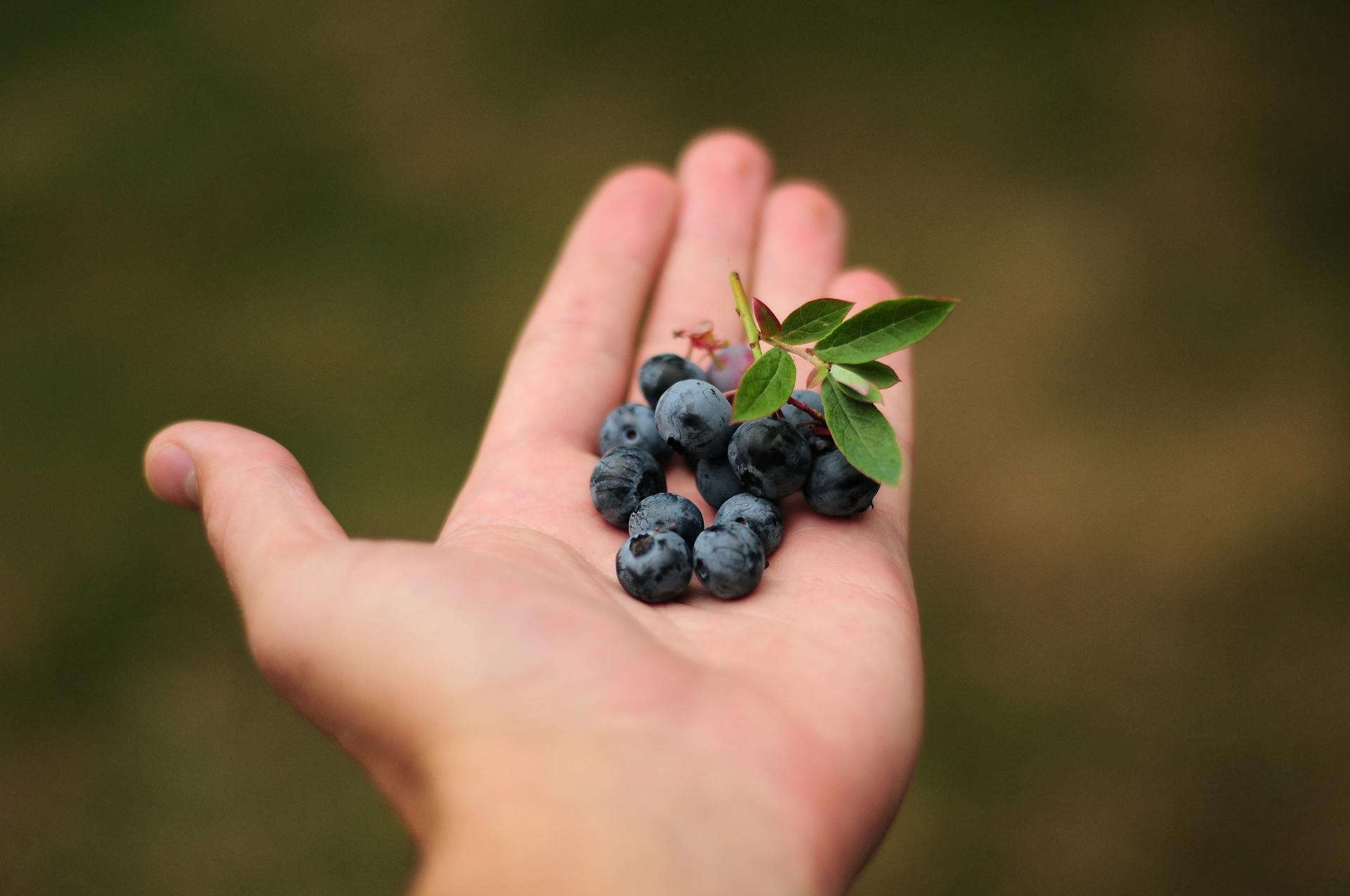 A hand holding out blueberries.