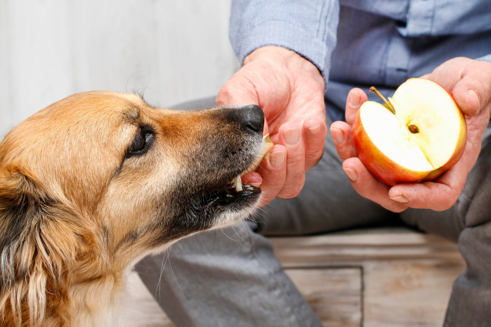 what happens if a dog eats a peach