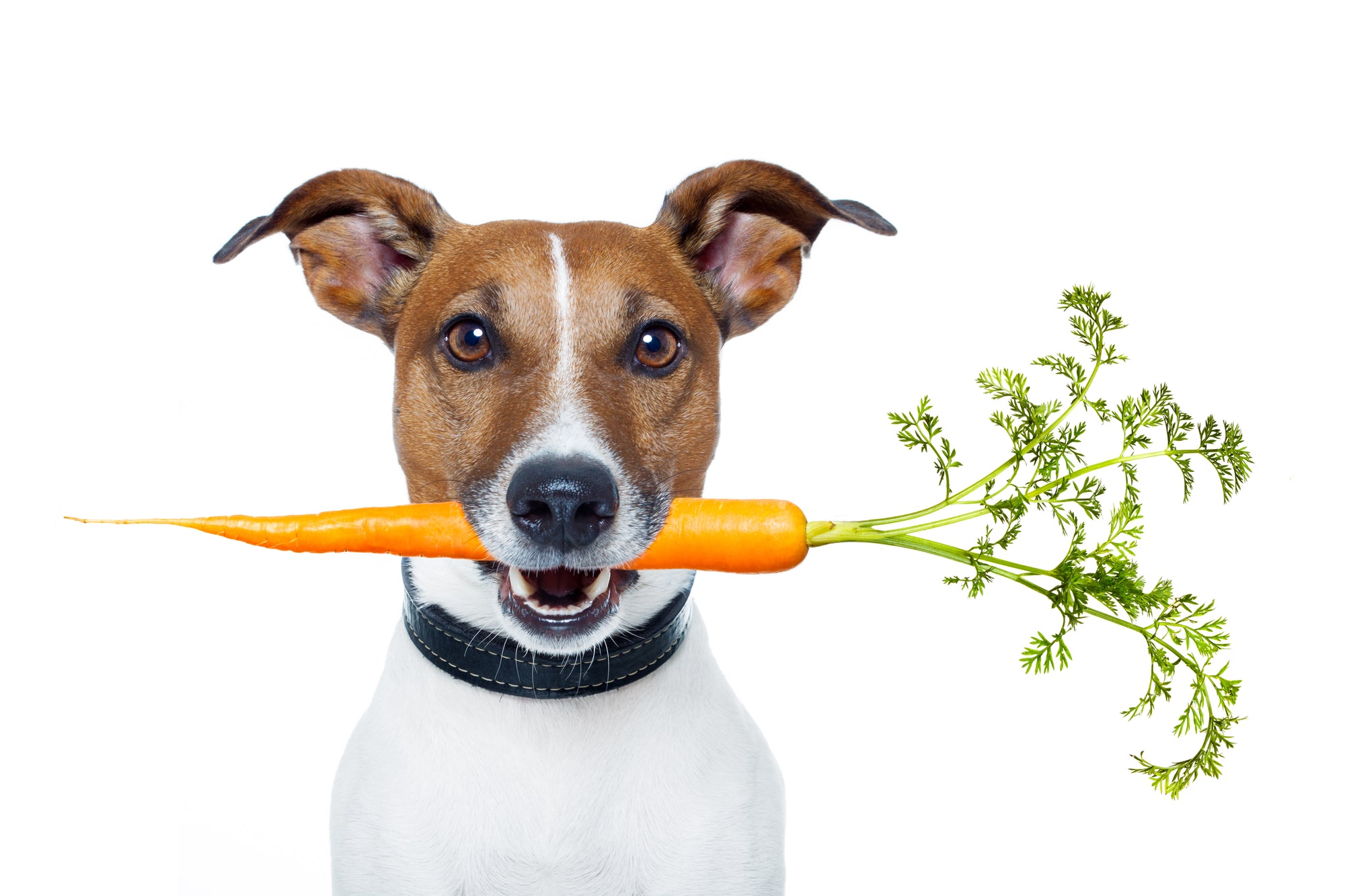 can a dog eat carrots