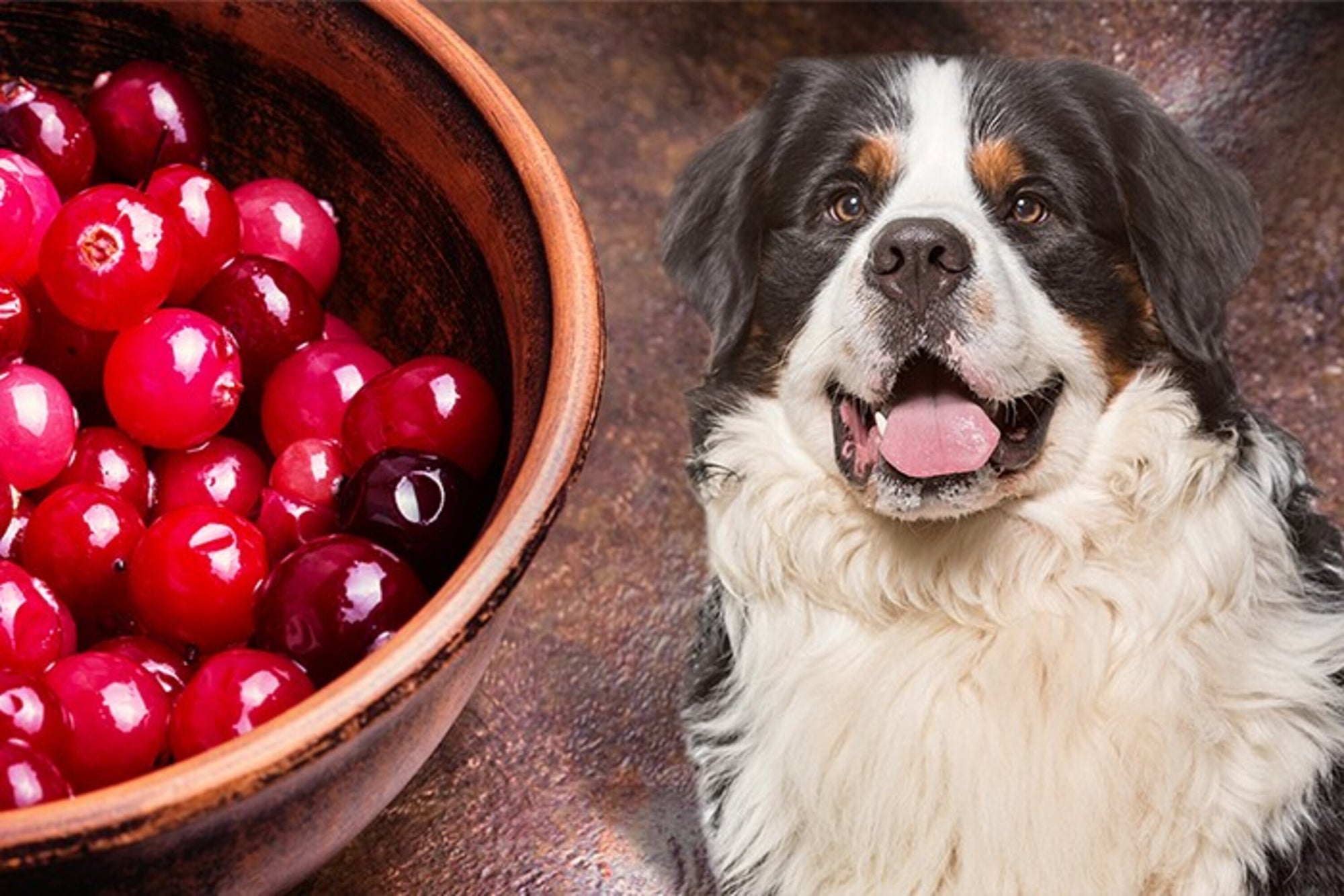 can dogs eat cranberries for uti