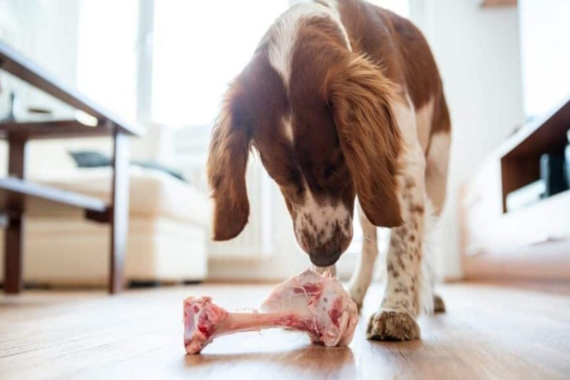 dogs eat lamb bones