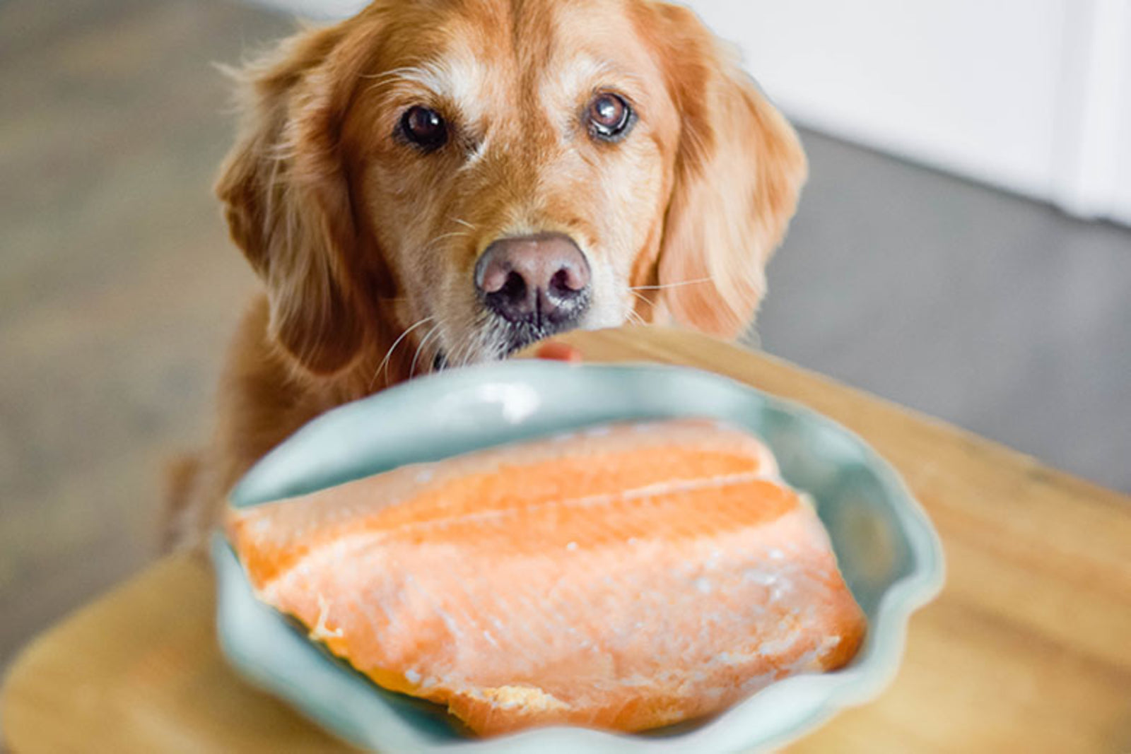 can dogs eat smoked foods