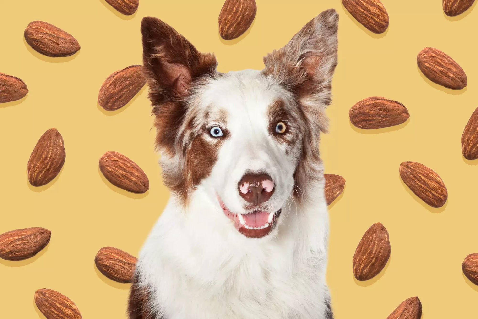 Can Dogs Eat Almonds? Nextrition Pet