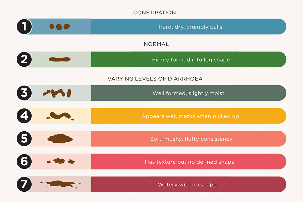 How Long Does It Take to Digest Food