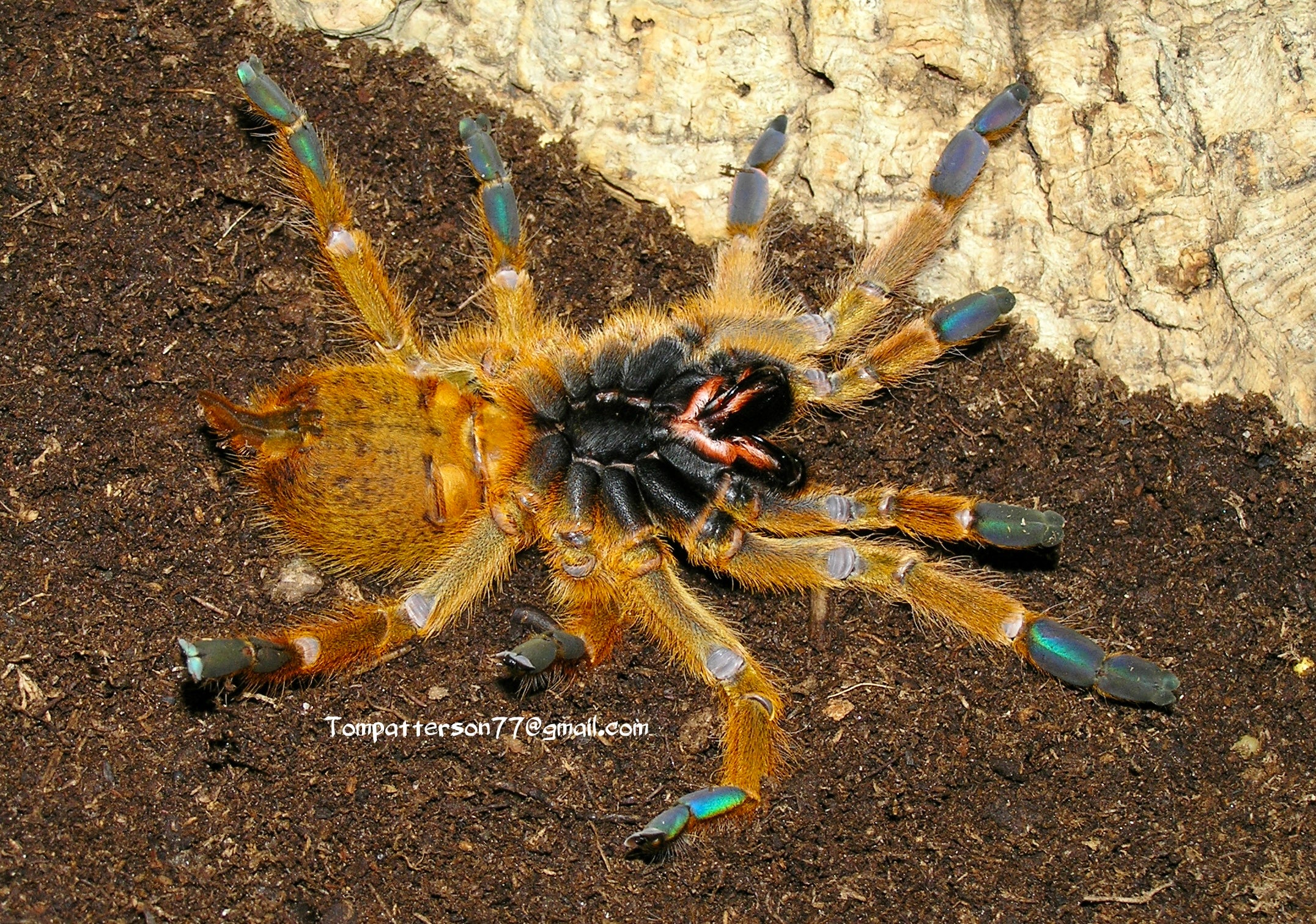 Pterinochilus murinus (OBT) 1/2”