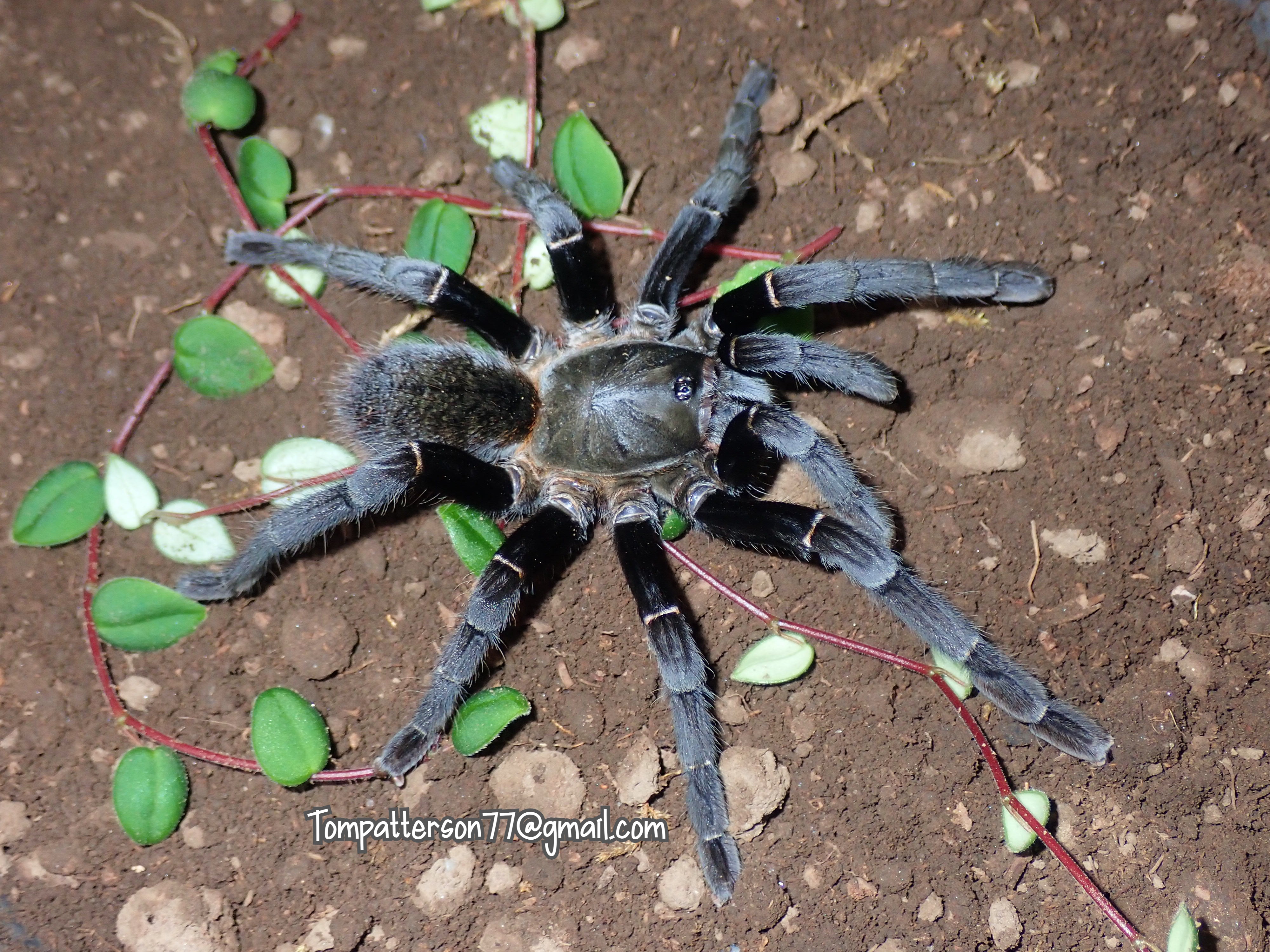 Ornithoctonus sp. Uthai Thani 4” - 5” females