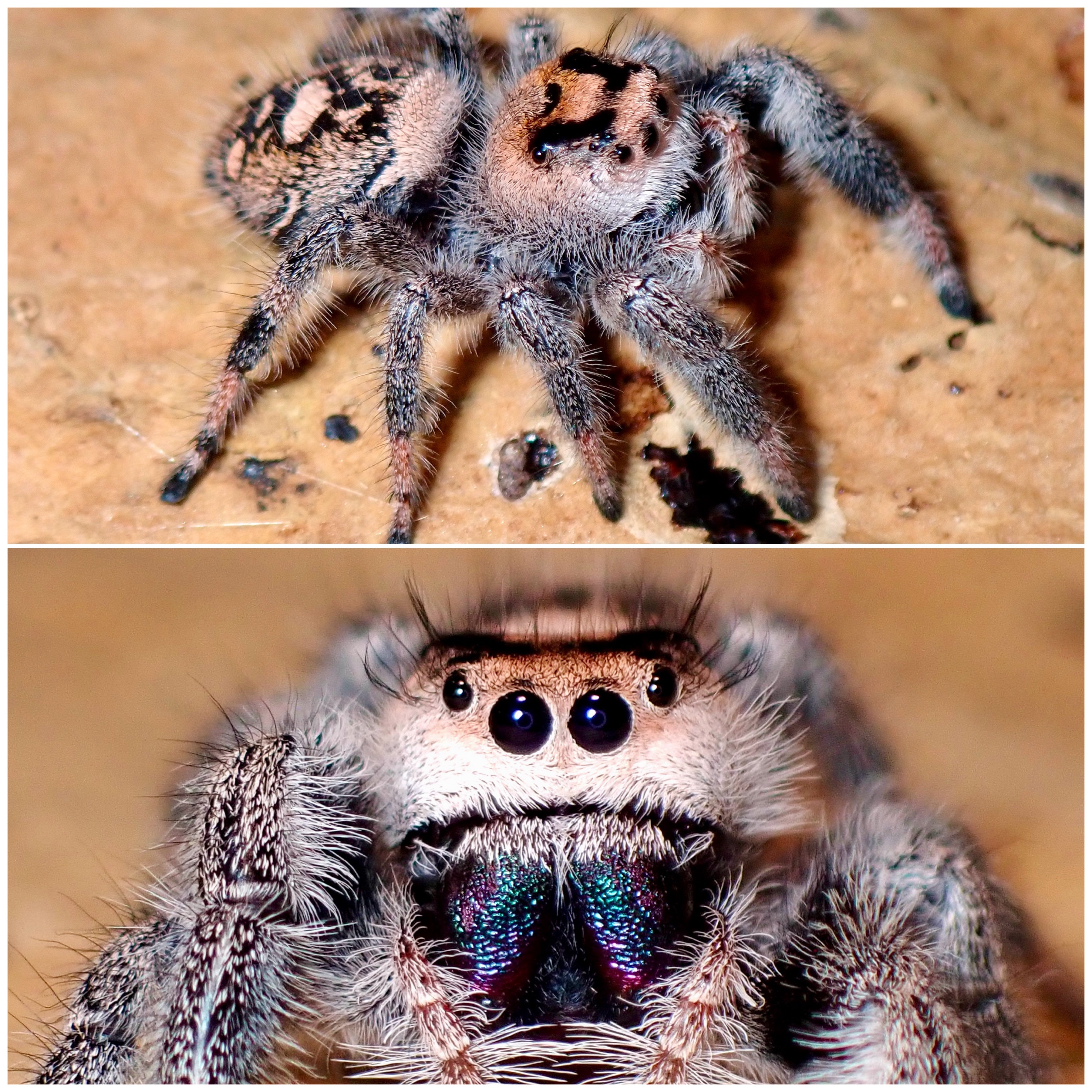 Phidippus regius
female "Jumping spider" 076