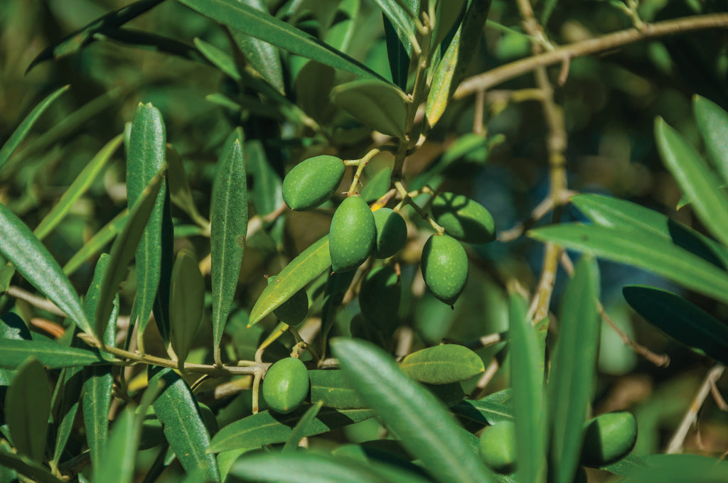 Unripe green olives on the branch of an olive tree