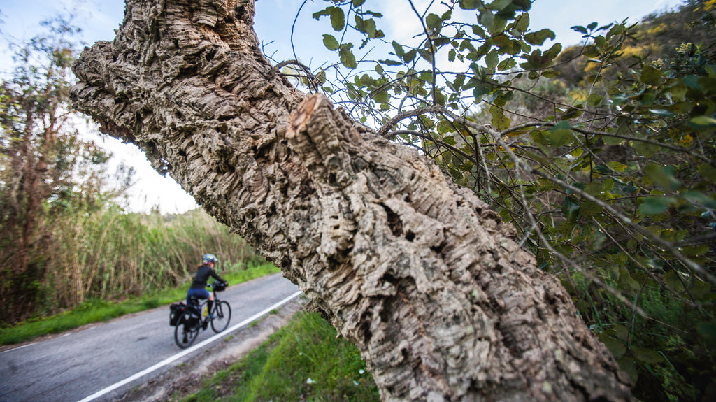 Cork oak trunk overhanging a small road in the Barrocal region of the Algarve