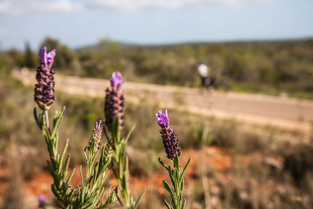 Wild lavendar in foreground with cyclist in background in the Barrocal region on the Algarve