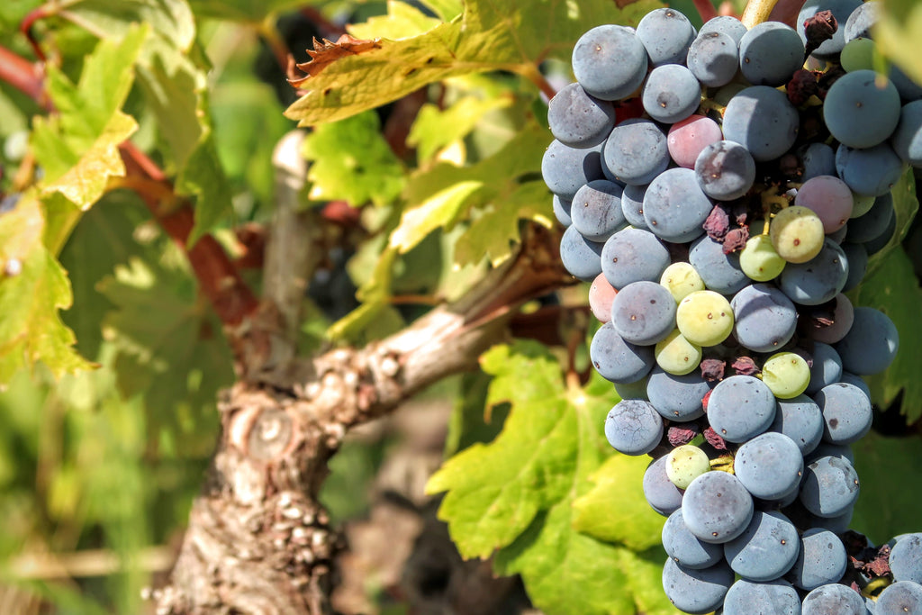 Red wine grapes on the vine in Croatia