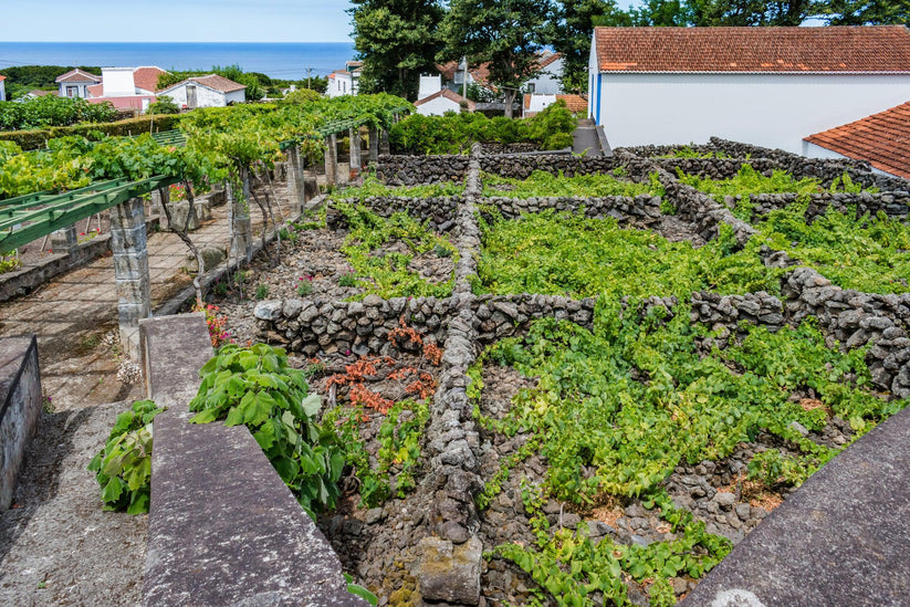 Savor the unique flavors of Azorean wines in São Miguel, Azores