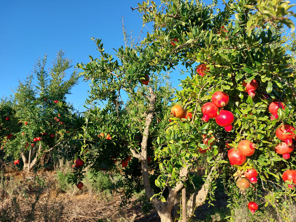 Pomegranate tree with bright red fruits in the Algarve