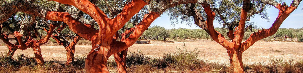 Cork trees in the Alentejo