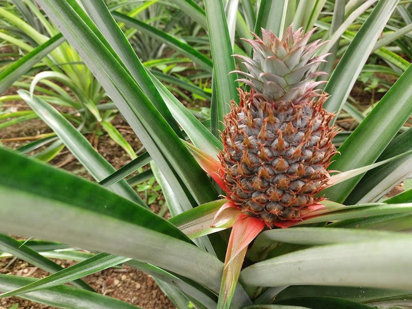 The Azores pineapple is a must-try fruit in São Miguel, Azores