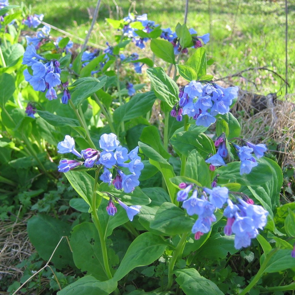 Image of Virginia bluebells foam flower companion plant