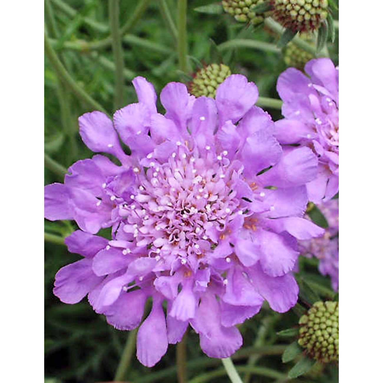 Image of Bellflower and Scabiosa companion planting
