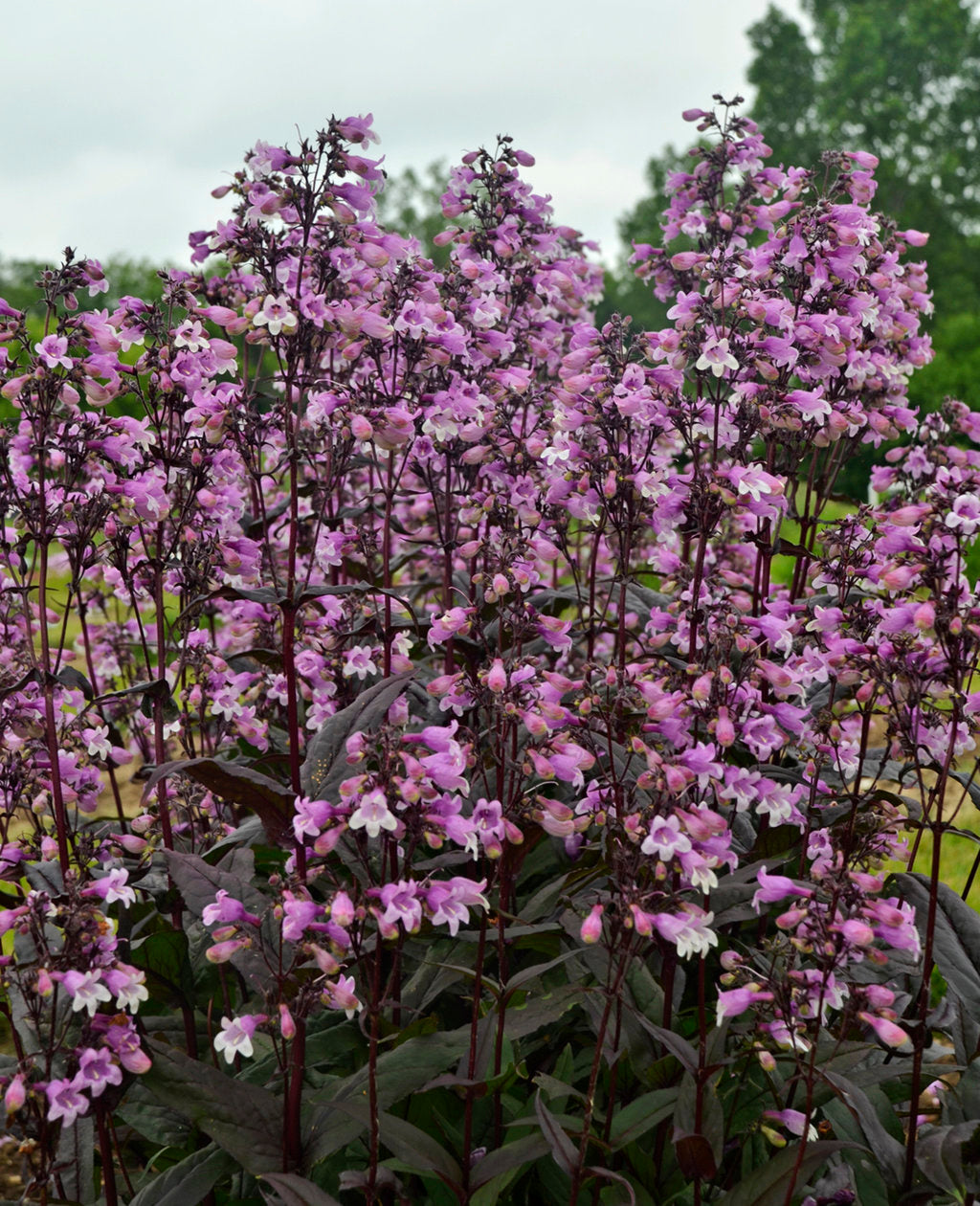 Image of Yarrow companion plant for midnight masquerade penstemon