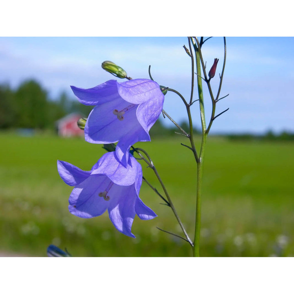 CAMPANULA - rotundifolia / Bellflower – Paramount Garden Centre