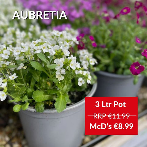 Aubretia from McD's Garden Centre in a variety of colours