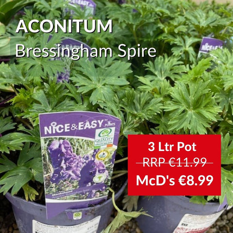 Aconitum - Bressingham Spire available in McD's Garden Centre