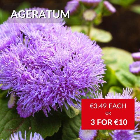 Ageratum Summer Bedding Plants in McD's Garden Centres