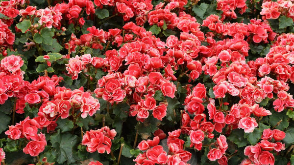 Begonias blooming in a garden