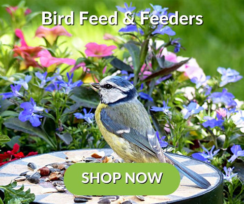 Bird Feed and Feeders up to 50% OFF