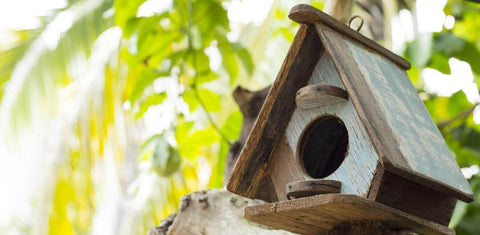 Bird House in Summer Garden