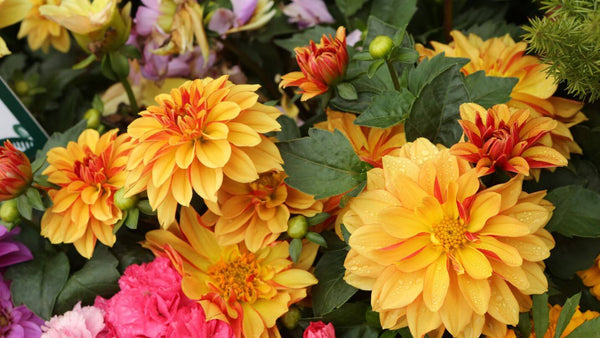 Blooming Dahlias in different colours