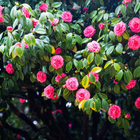 Pink Camillias in bloom