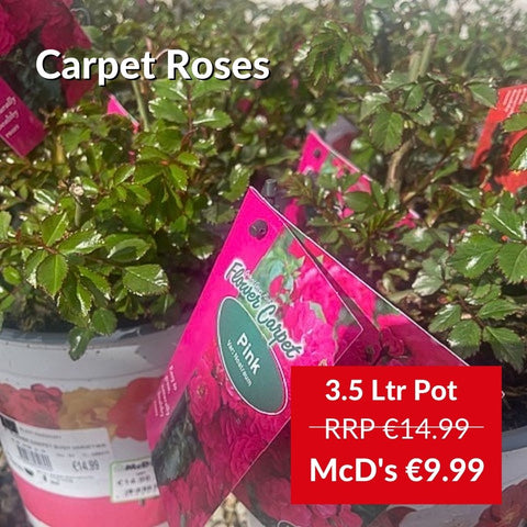 Carpet Roses for just €9.99 at McDs