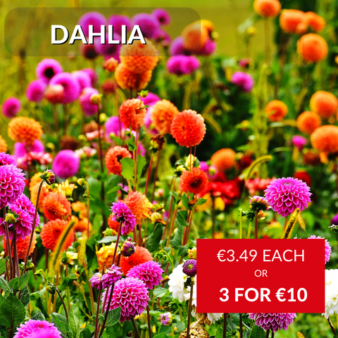 Dahlia Summer Bedding in McDs Galway Cork and Loughrea