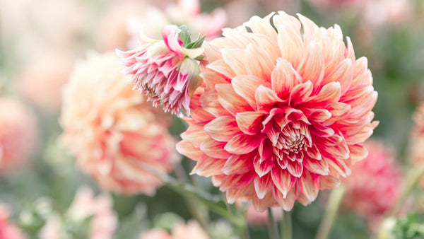 Pink Dahlia in Flower