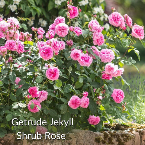 Gertrude Jekyll Shrub Rose at McDs garden centre