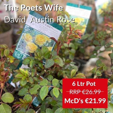 David Austin Yellow Rose The Poets Wife at McDs Garden Centres
