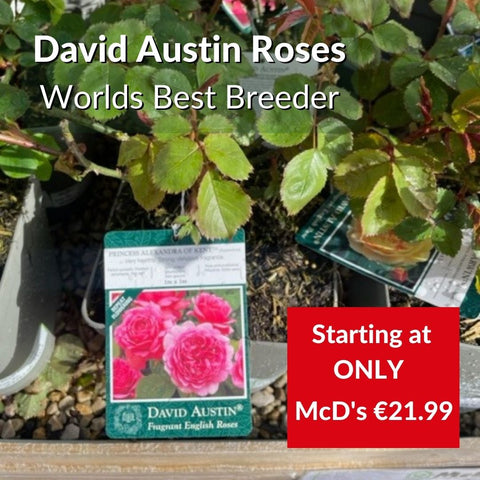 David Austin Roses at McD's Garden Centres