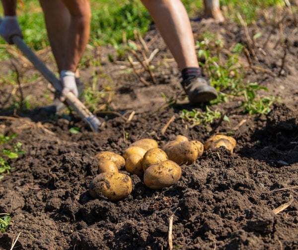 Digging For Potatoes