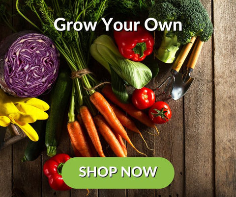 Grow Your Own Vegetables and Flowers From Seeds