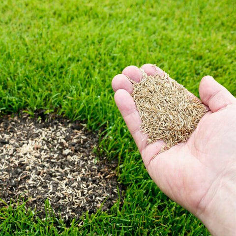 Lawn Seed for patching lawn