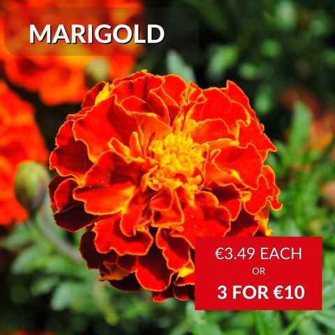 Marigold Bedding Plants At McD's Garden Centres