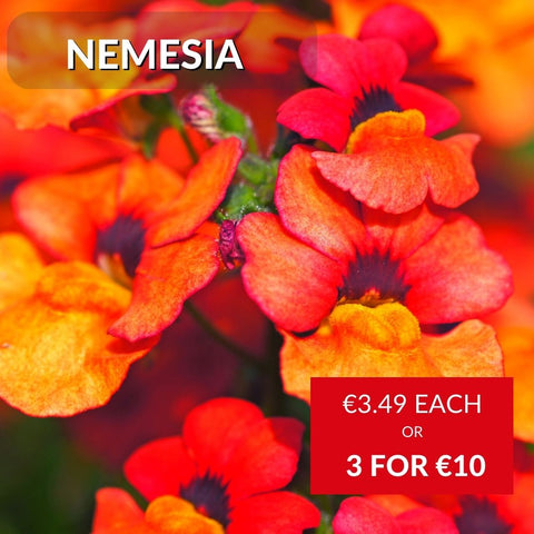 Nemesia Summer Bedding Plants in McD's Garden Centres