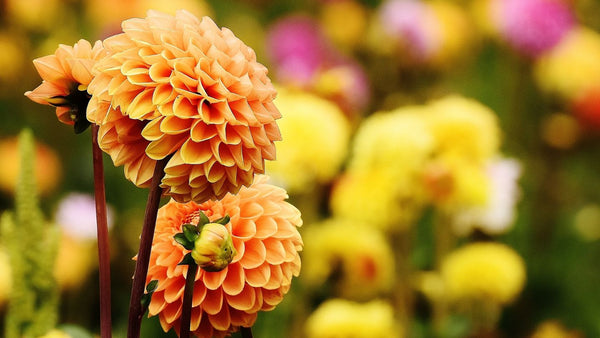 Orange Dahlia Flower in bloom