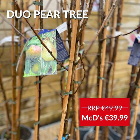 Duo Pear Tree in McD's Garden Centre