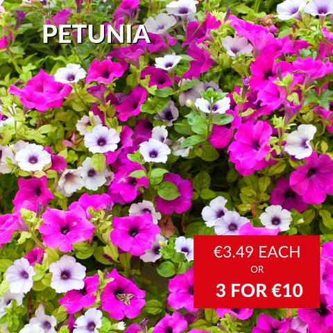 Petunia Summer Bedding at McD's Garden Centres in Cork, Loughrea and Galway City