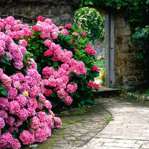 Pink Hydrangea Garden